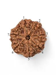 7 Mukhi Premium Rudraksha