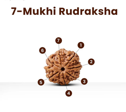 7 Mukhi Premium Rudraksha